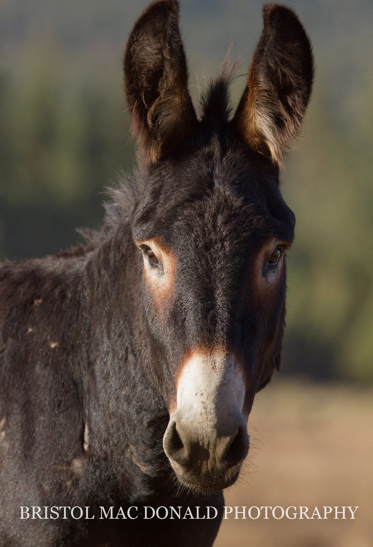 Wild Burro 2