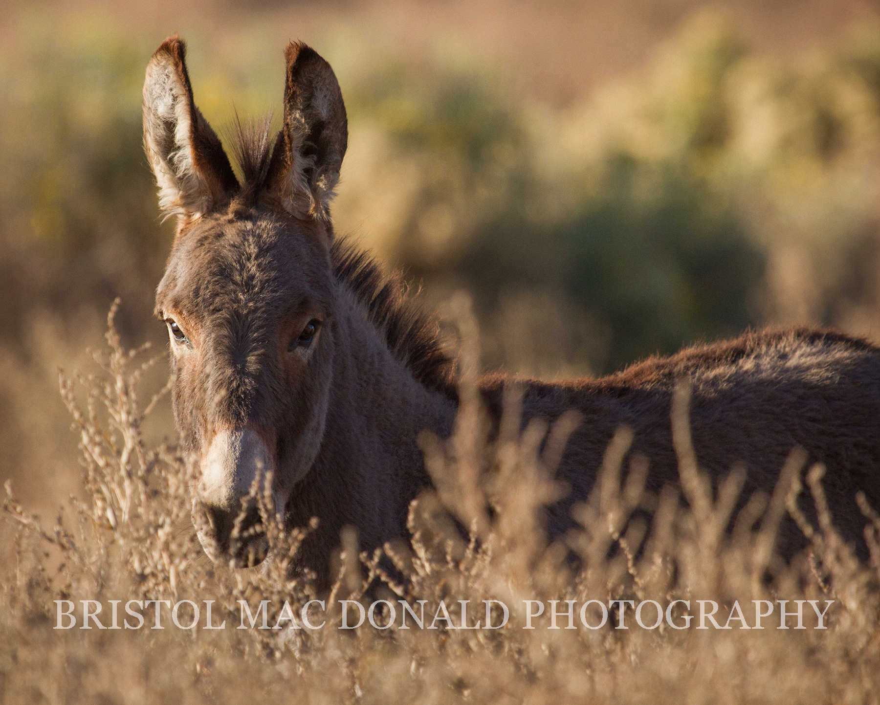 Wild Burro 1