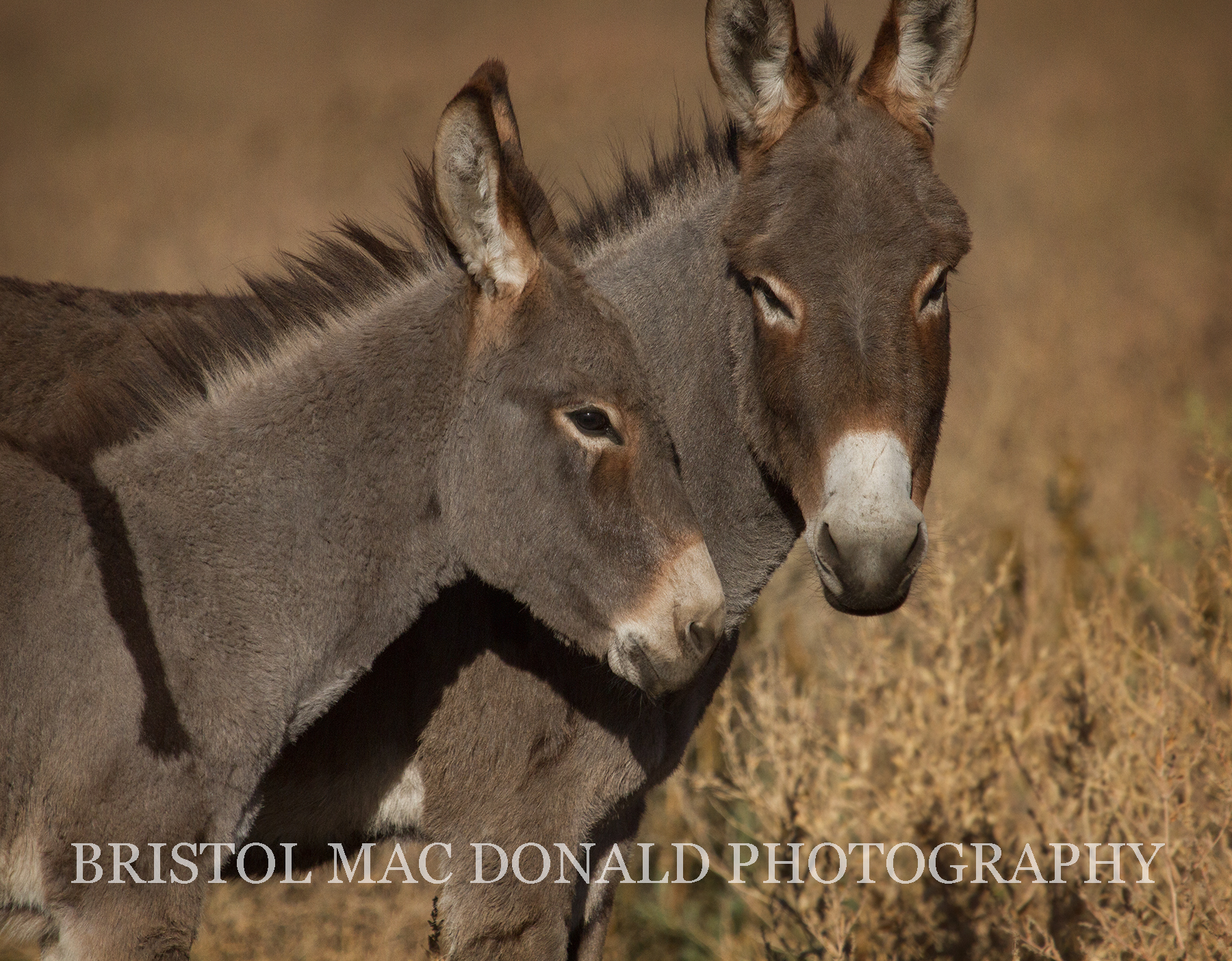 Wild Burros 6