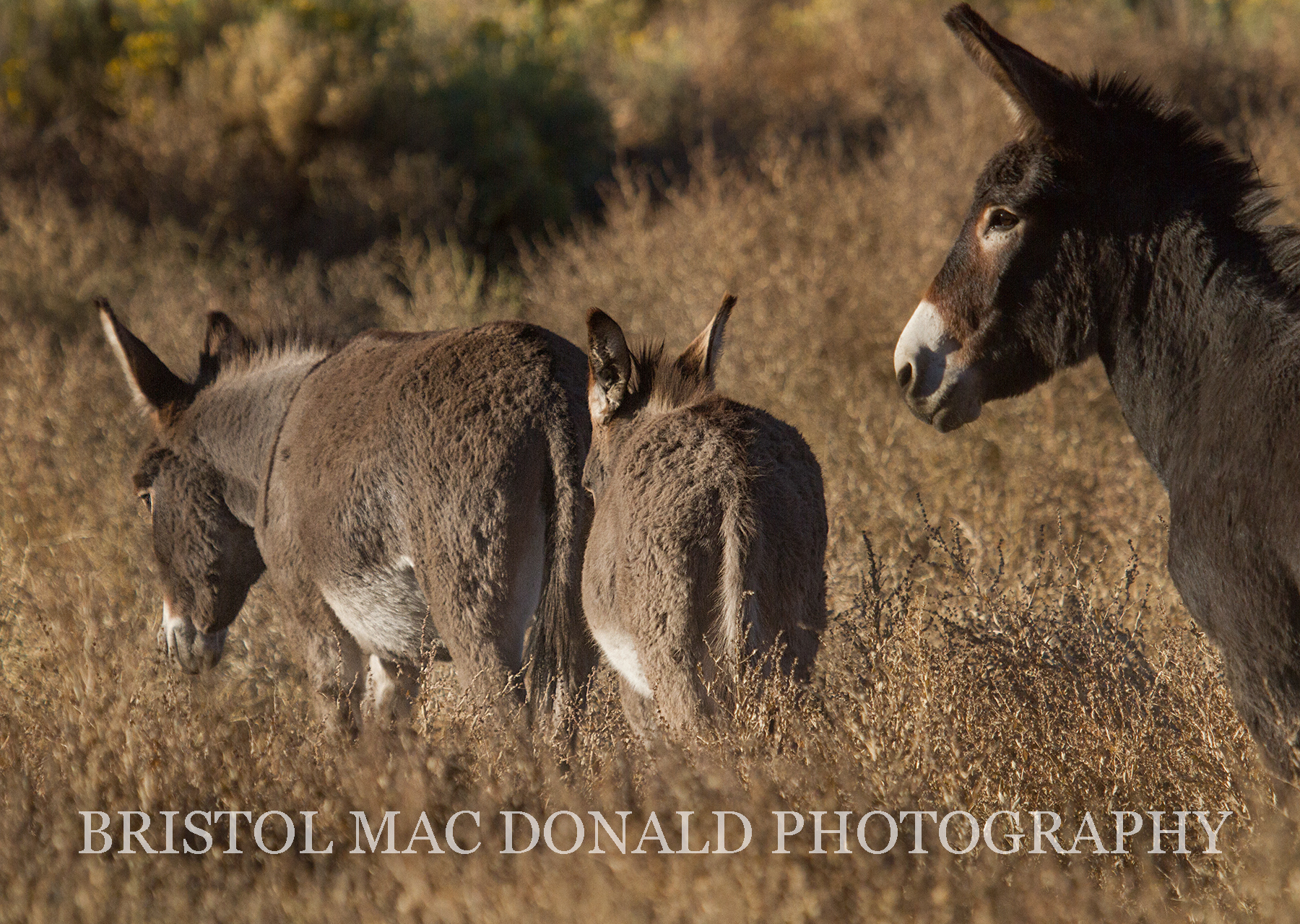 Wild Burros 8