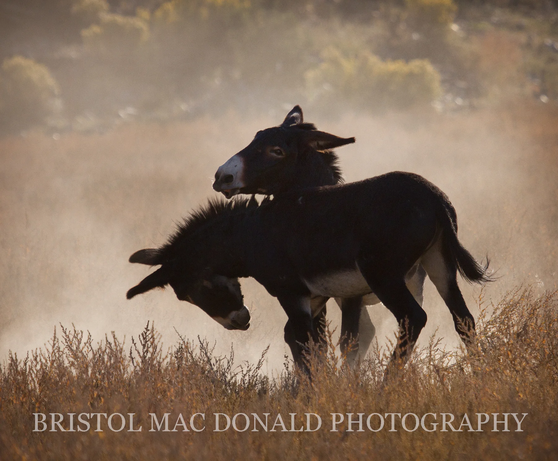Wild Burros 9