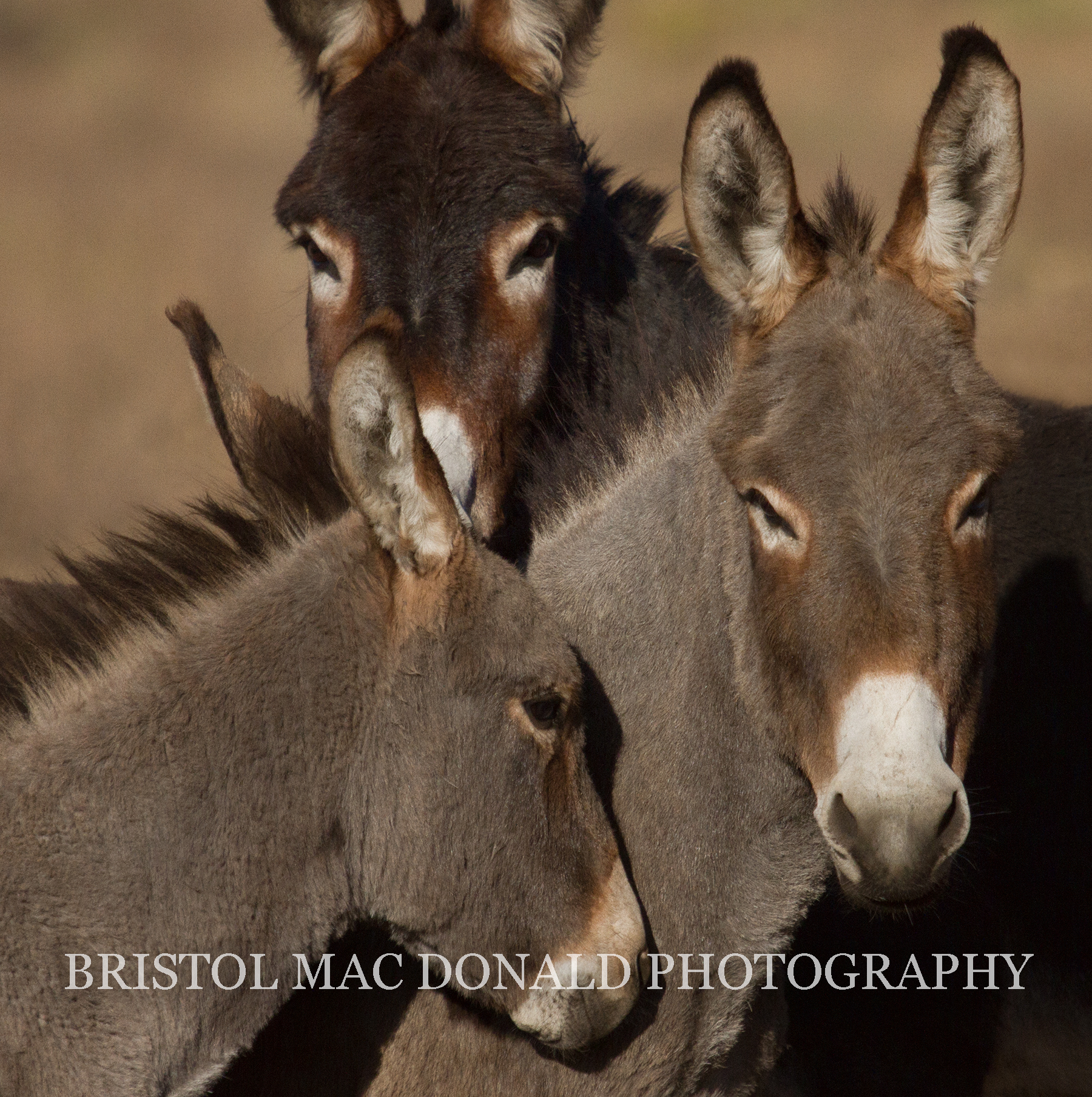 Wild Burros 10