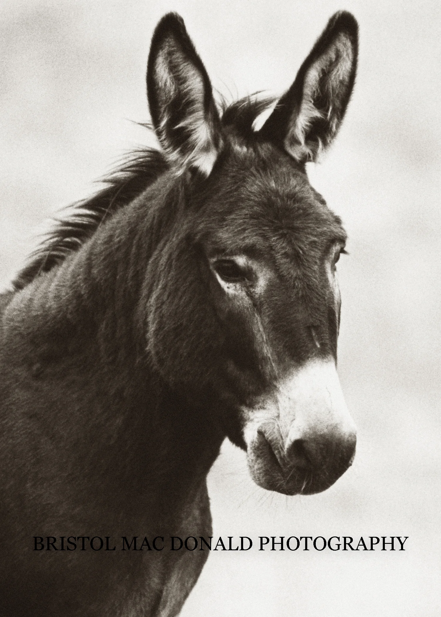 Wild Burro