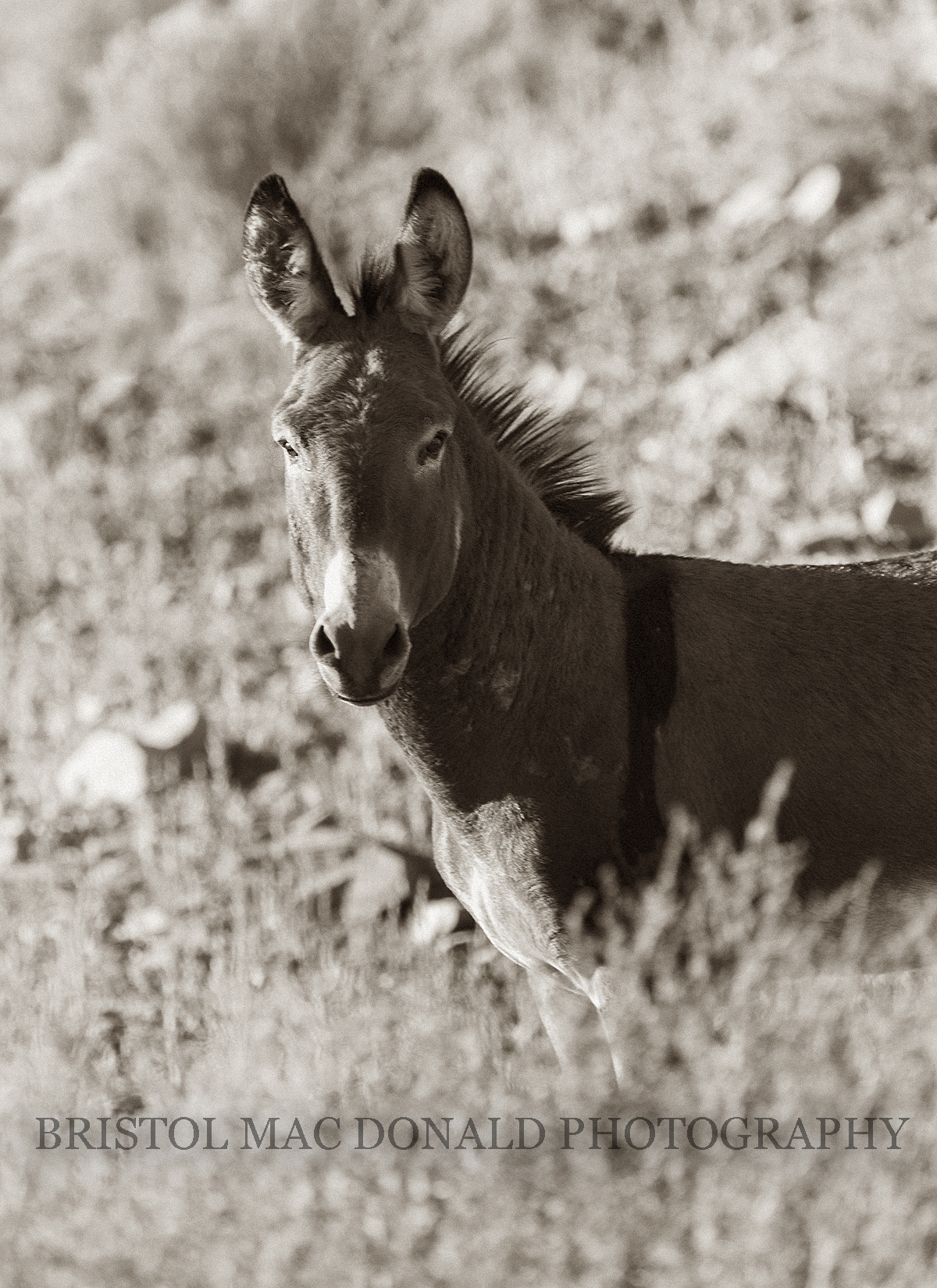 Wild Burro 39