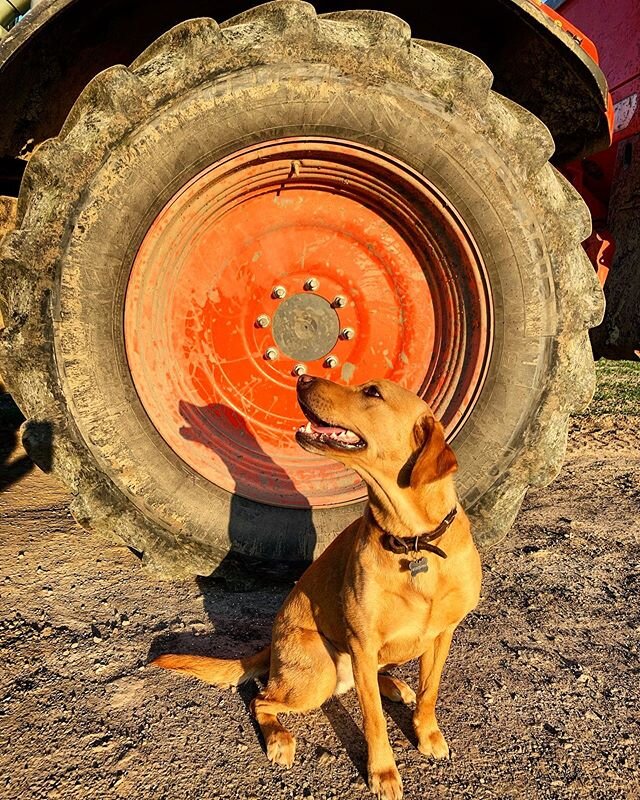 This pup is golden 💫
.
.
.
#farm #farmdog #farmdoglife #farming #farmshop #britishfarming #dogsofinstagram #dog #labrador #countryside #agriculture #tractor #tractordog #chilterns #tring #kubotauk #shoplocal #buylocal #localproduce