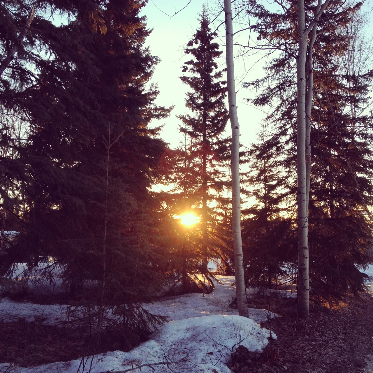 Morning Sun
