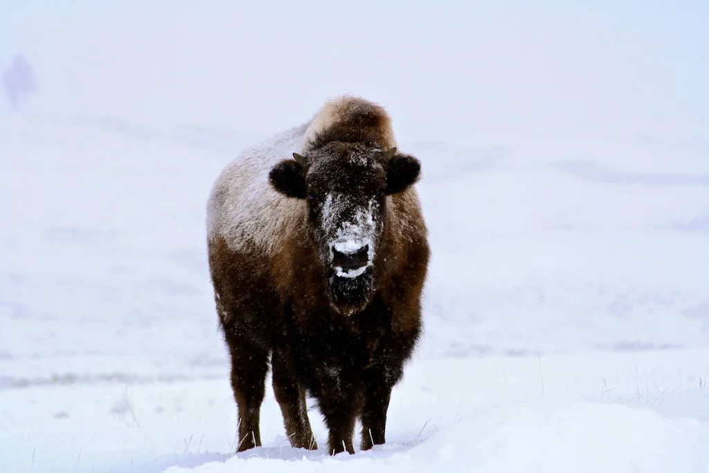 Beautiful Creatures in Yellowstone National Park