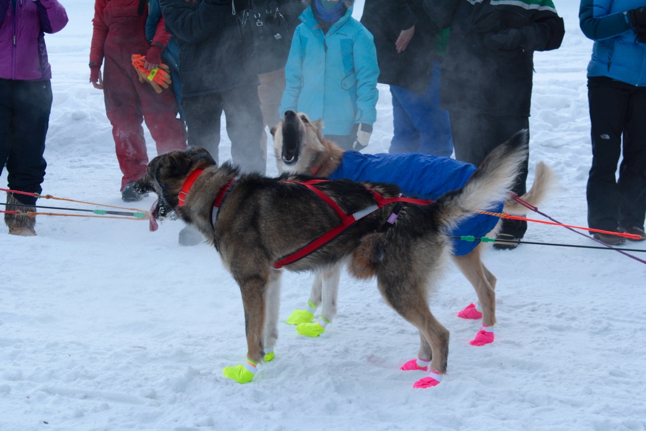 Yukon Quest - Toughest Sled Dog Race In The World