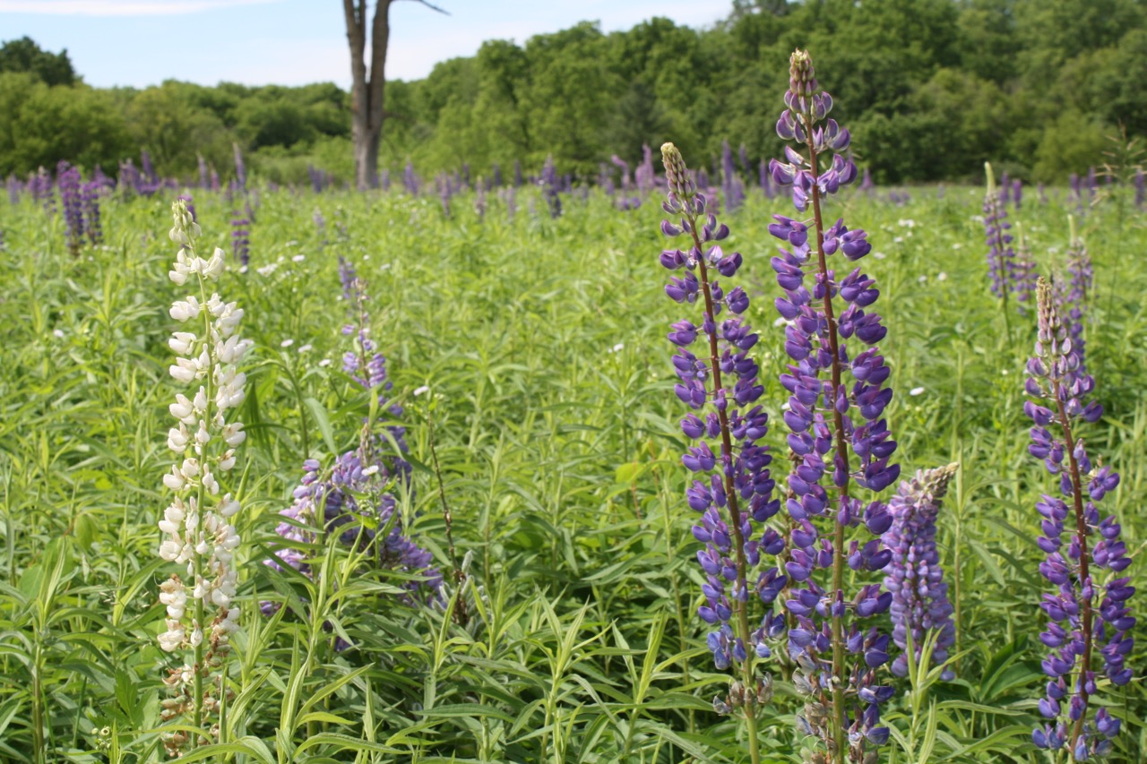  Lupin Details,&nbsp;Governor Dodge State Park 