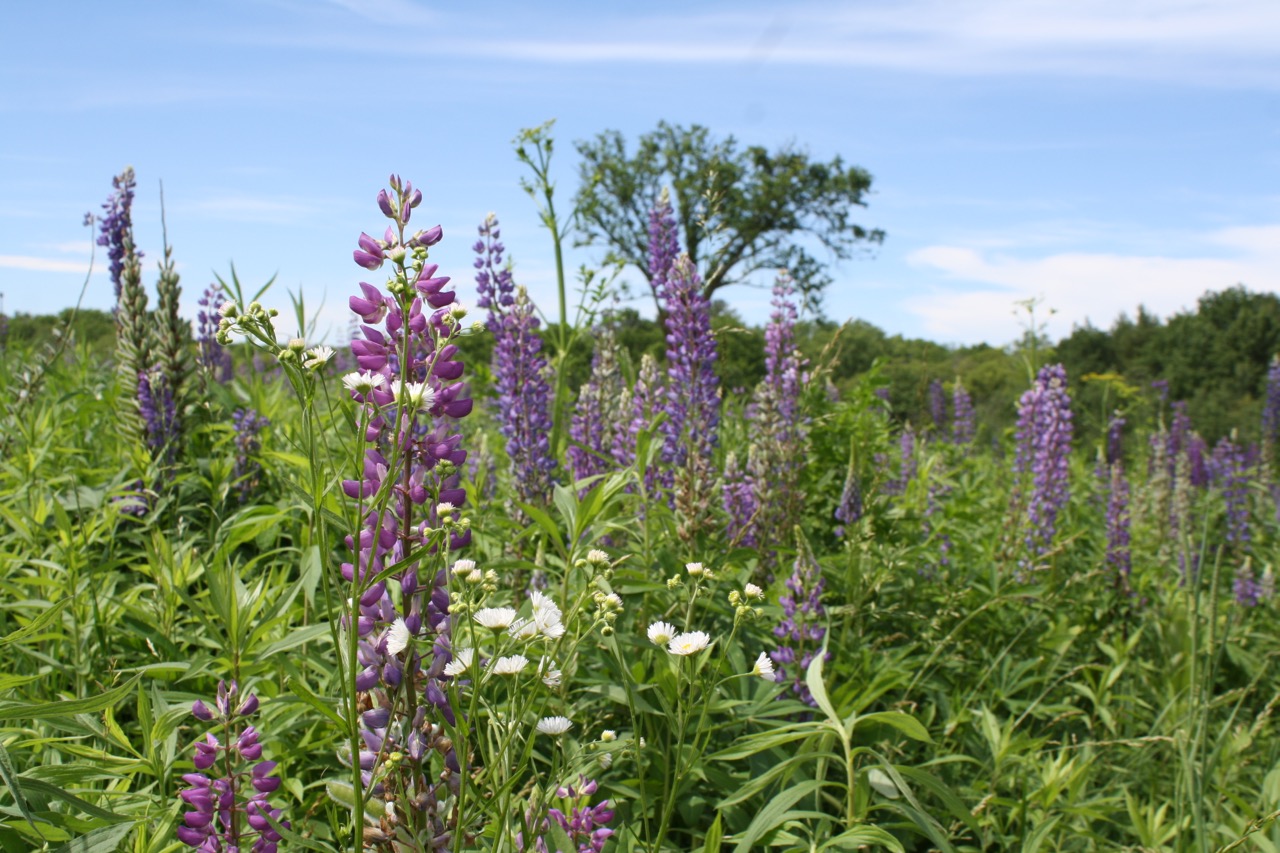  Flower mix,&nbsp;Governor Dodge State Park 