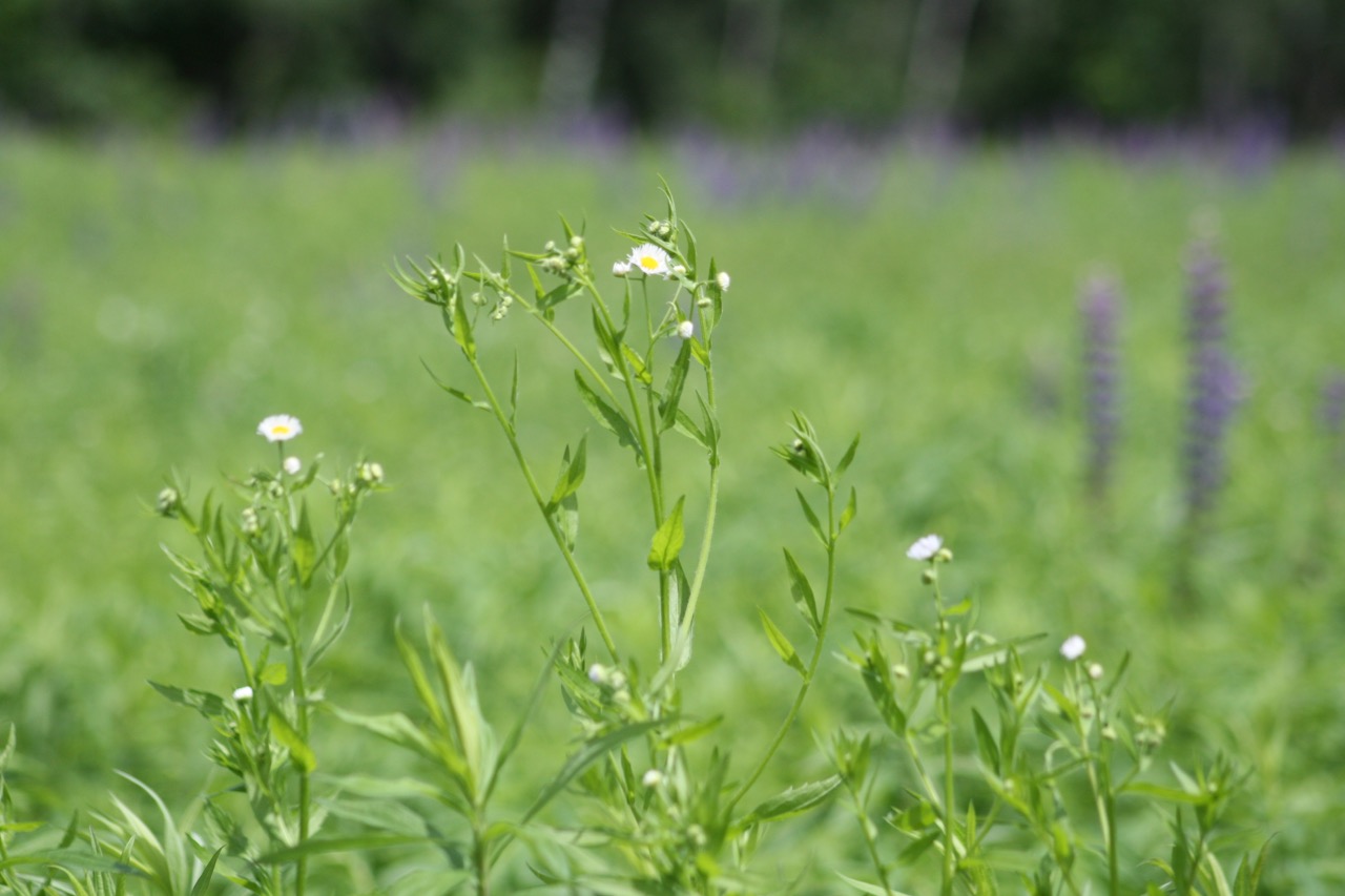  Flower,&nbsp;Governor Dodge State Park 