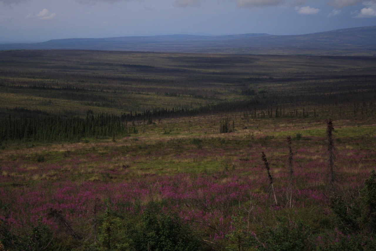  Up North, Fireweed 