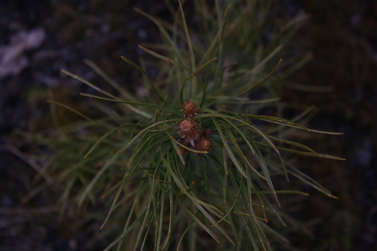 Lodgepole pine