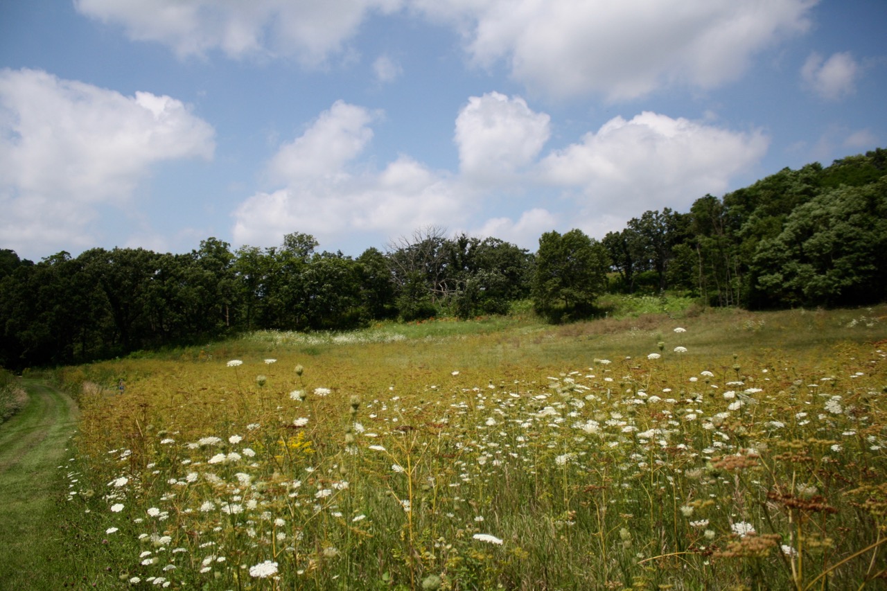 The open field and wildflowers