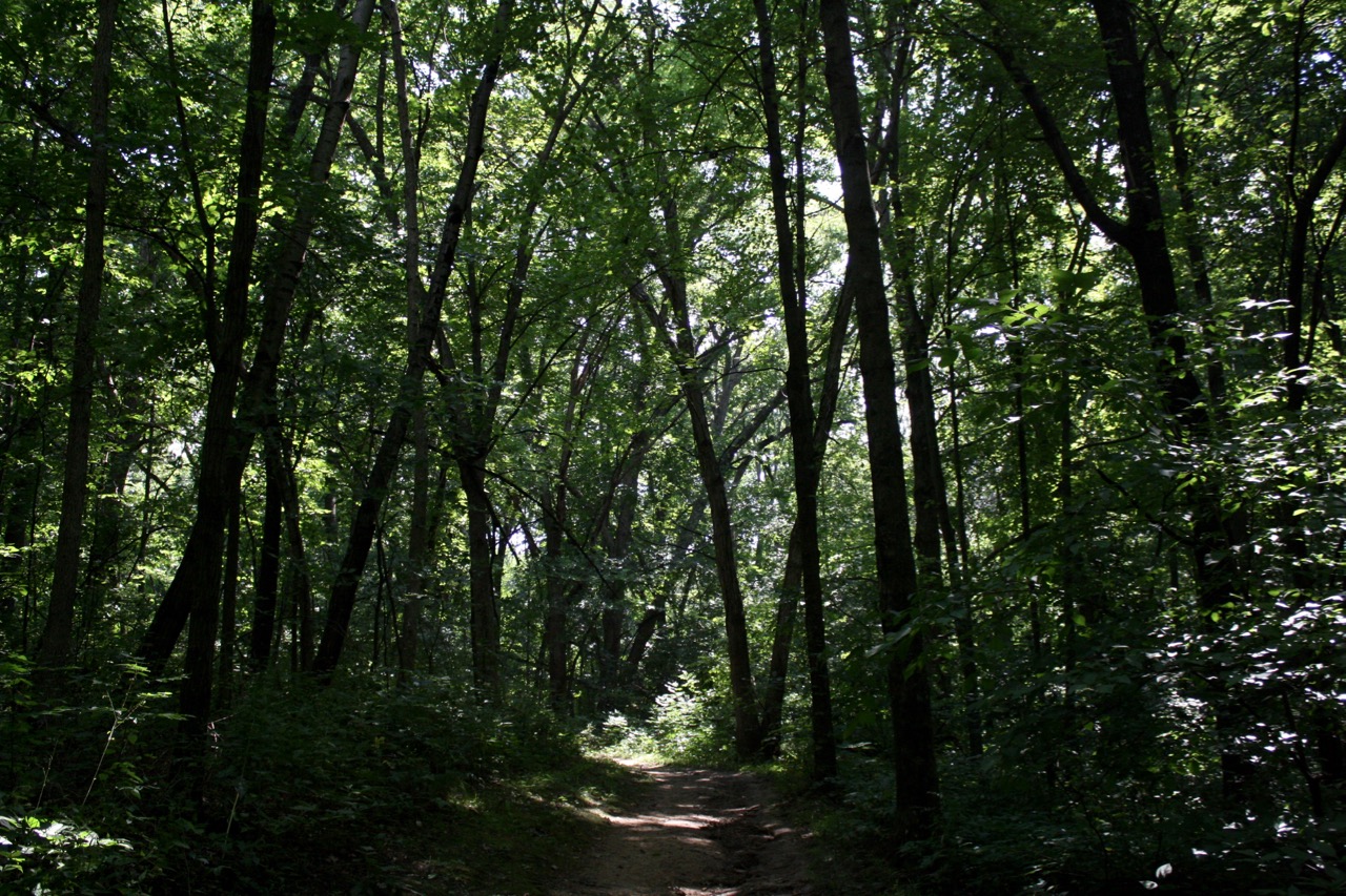 In the forest