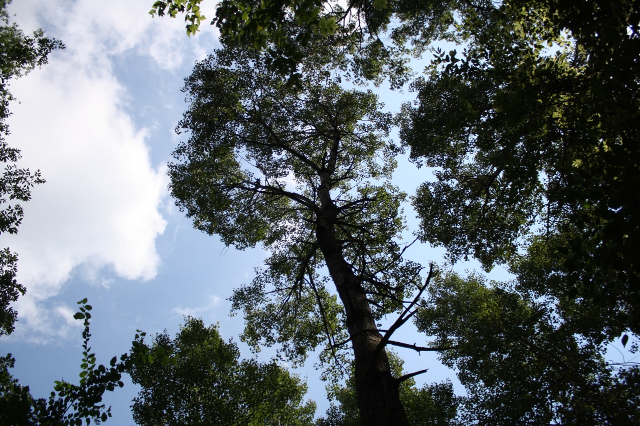 Forest crown