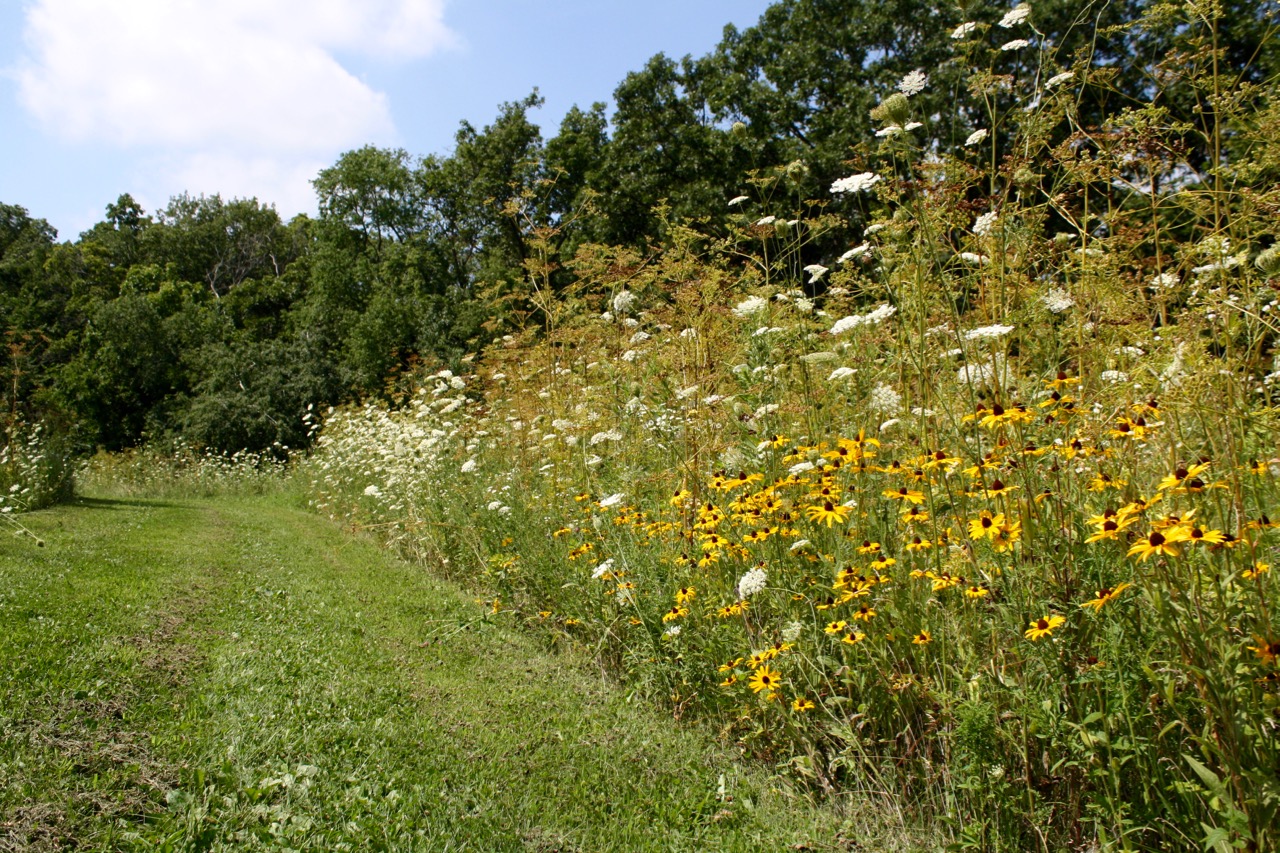 Wildflowers