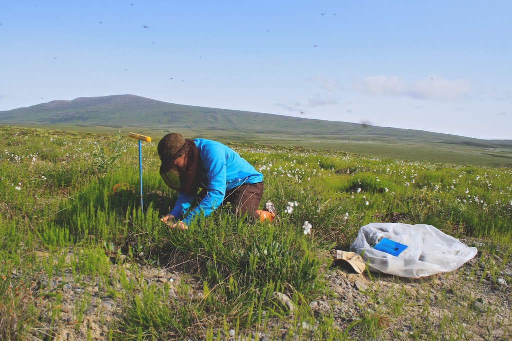 Soil Coring, Thermokarst Project - Toolik