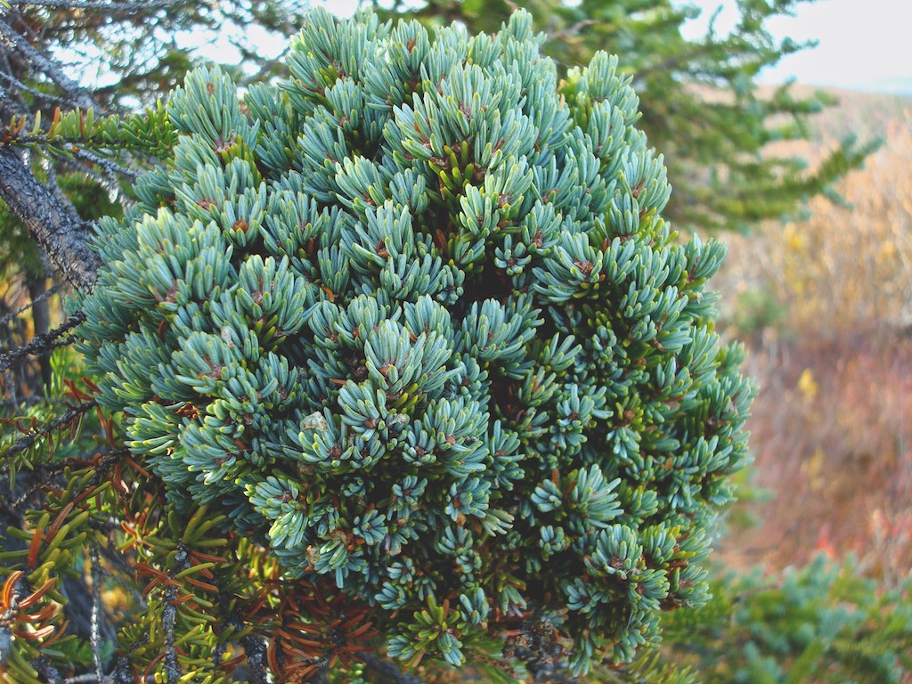 Principles of Ecology