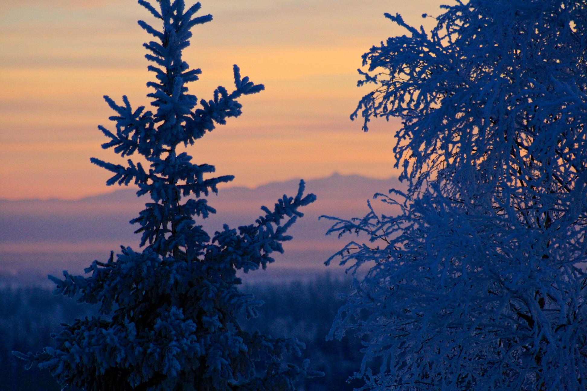 Spruce and Birch