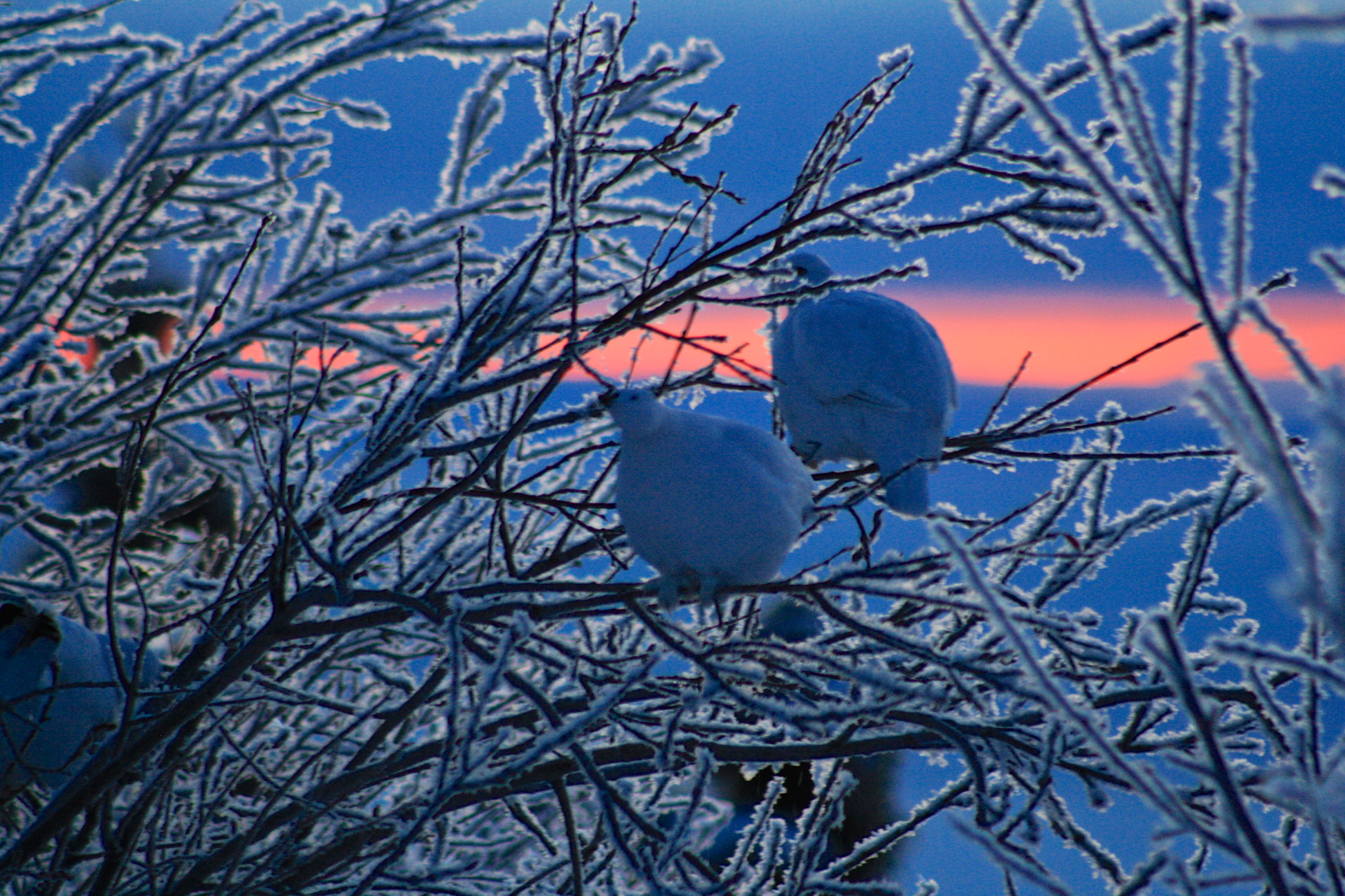 Ptarmigan