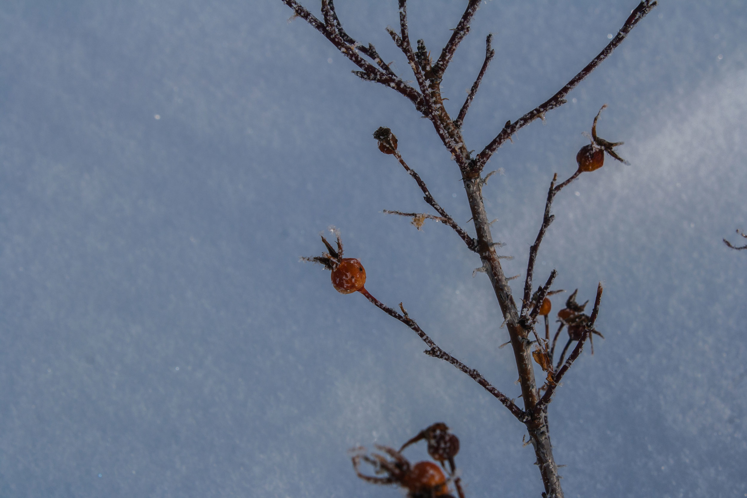 Frozen Berries