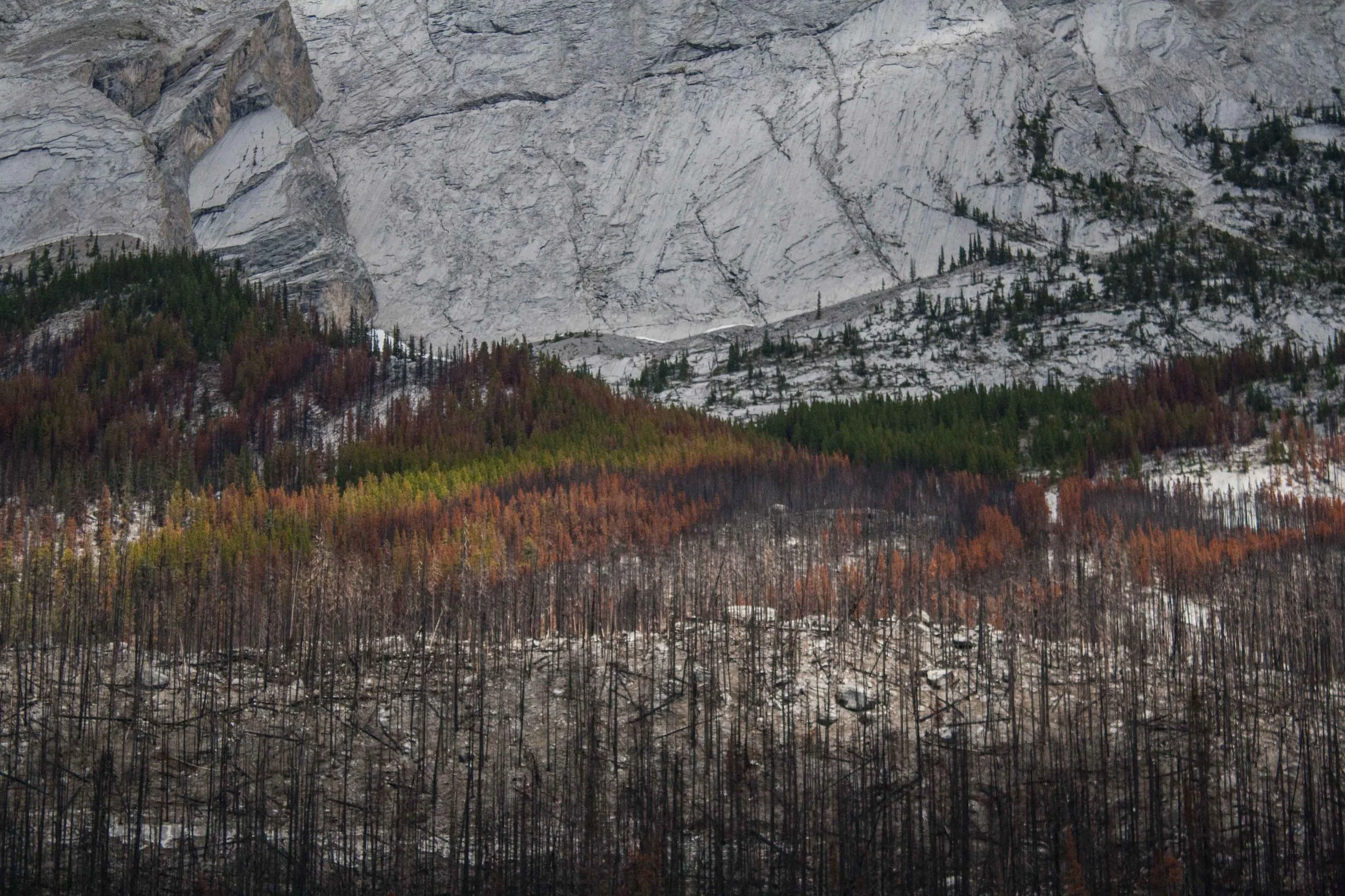 Jasper National Park, Alberta, Kanada. Maj 2016