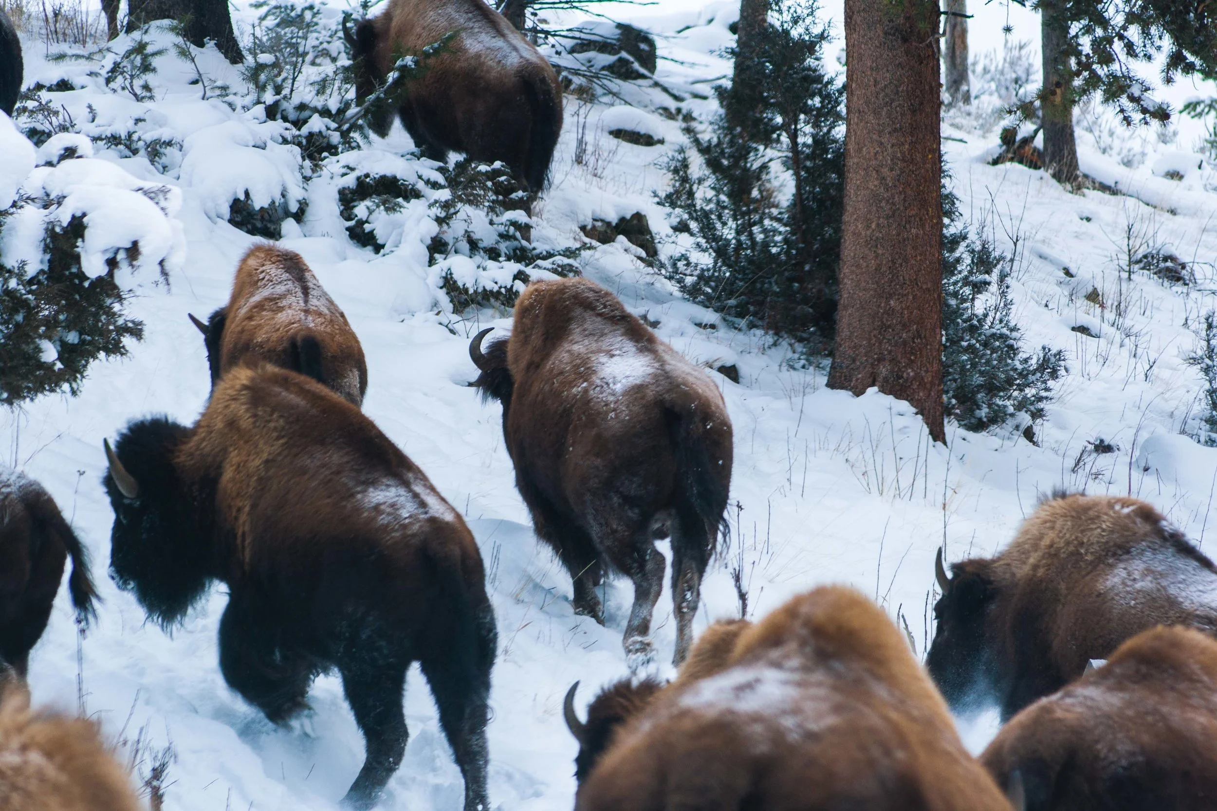Yellowstone National Park, Wyoming. December 2014