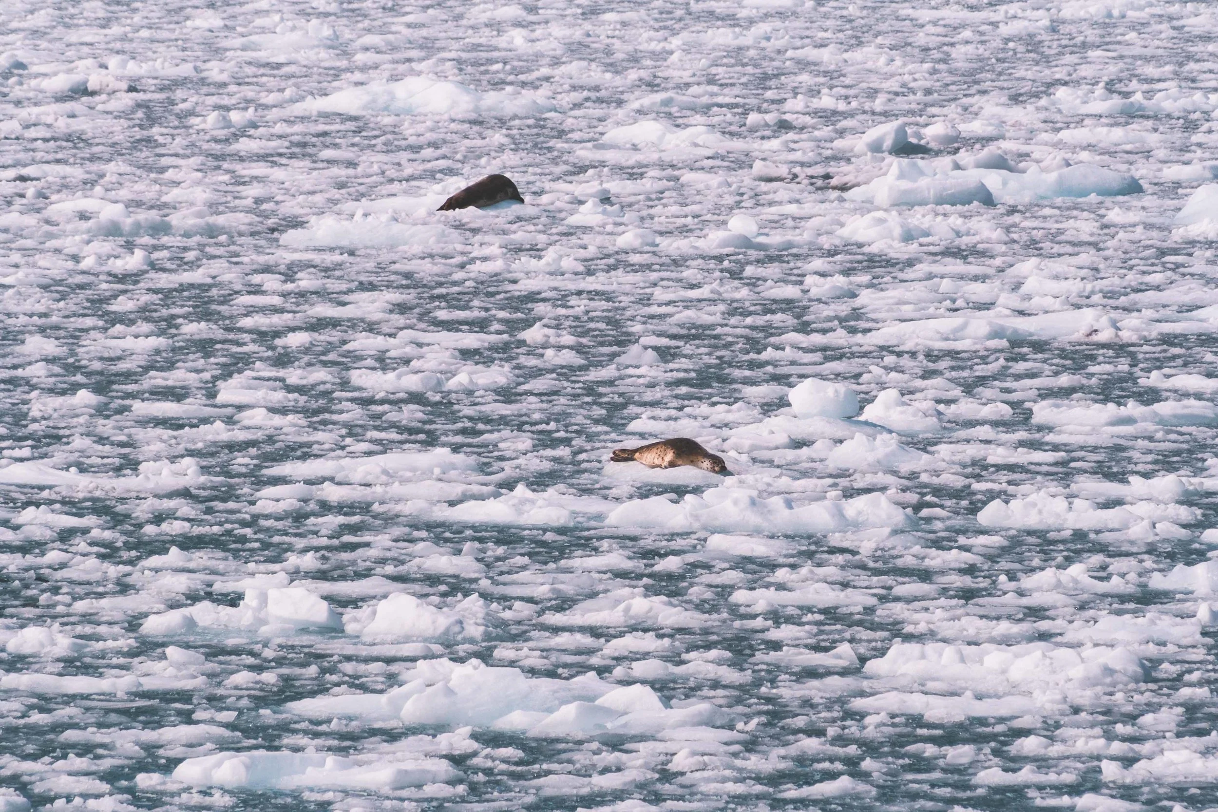 Som på Vintern, Fast på Sommaren