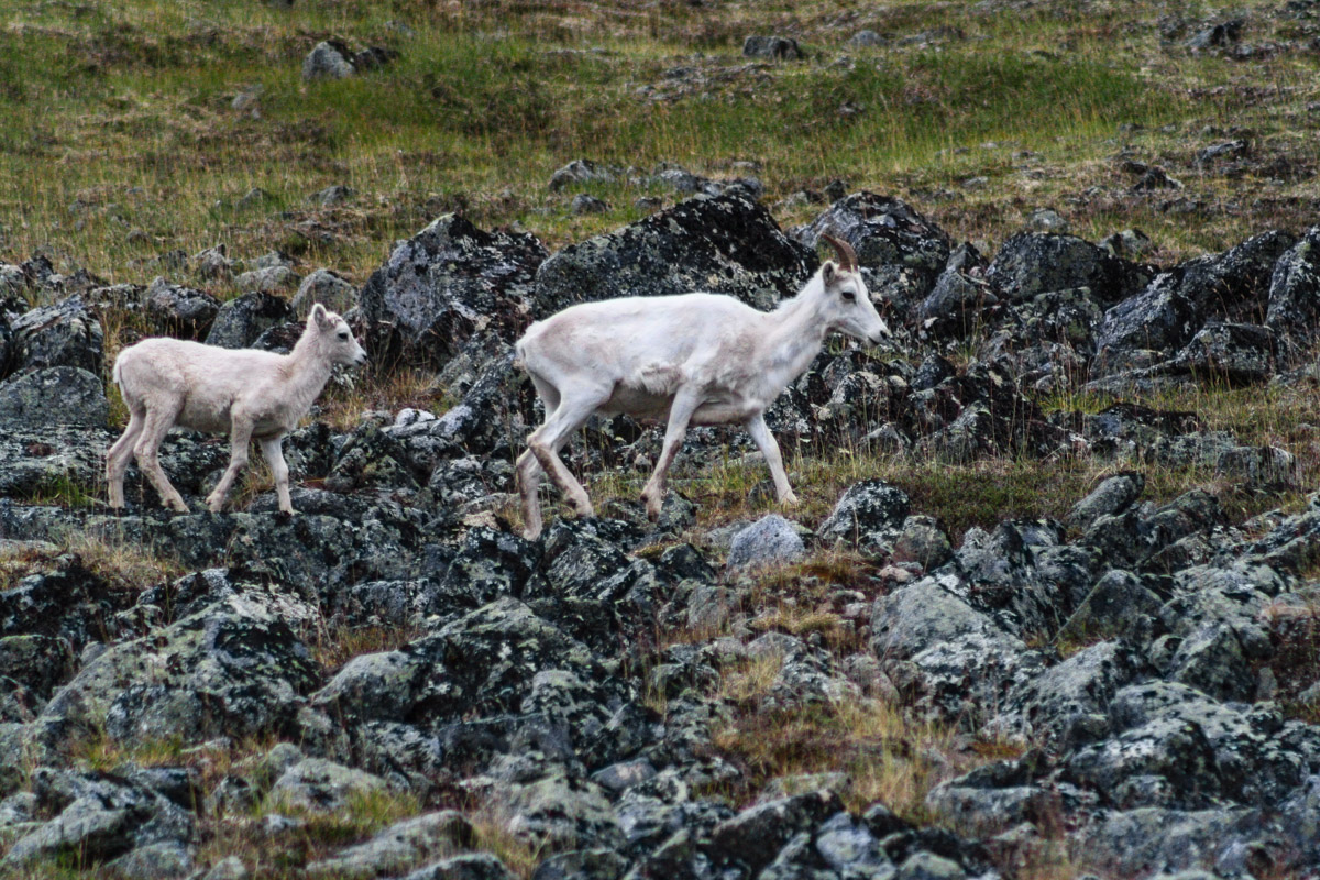 Dall sheep.jpg