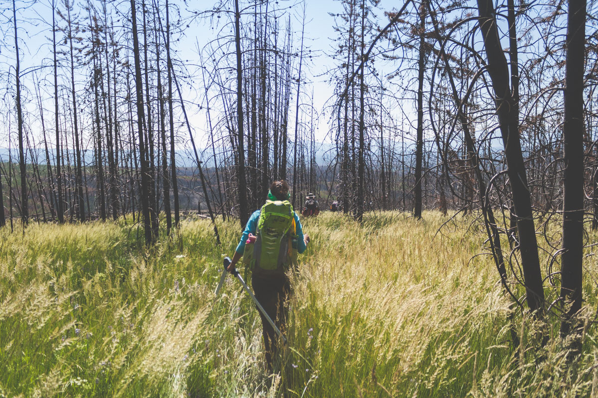  Walking through the burned forest: 