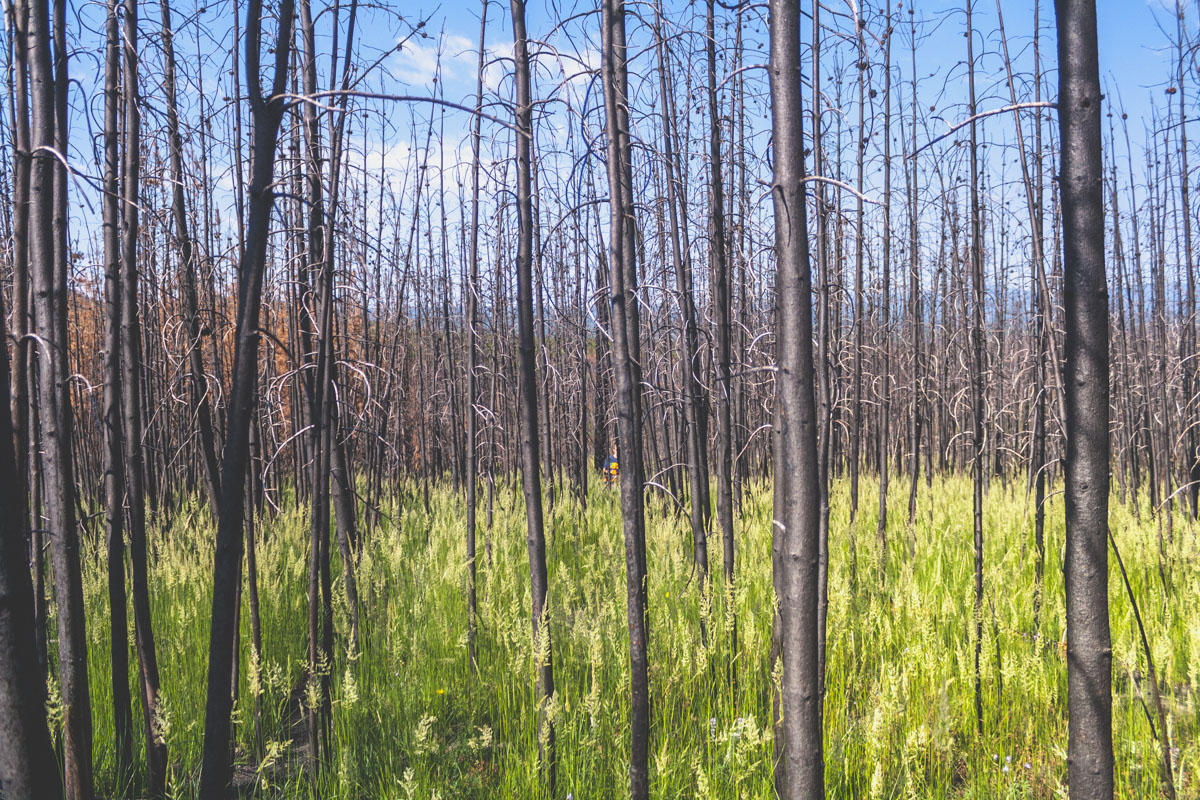  Brandhärjad skog med gräs 