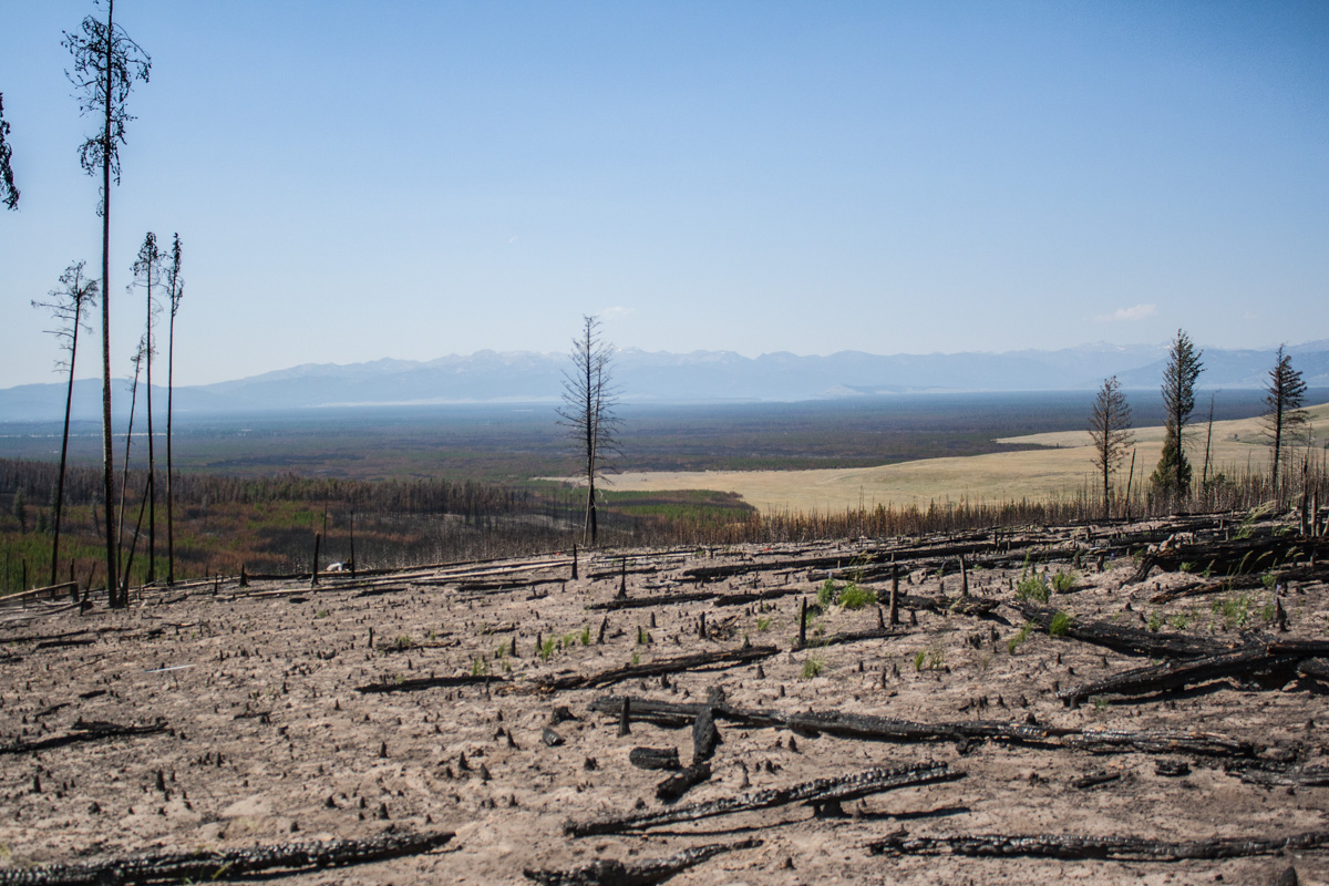  Burned area with logs, ghost logs and bare ground on top of a hill 