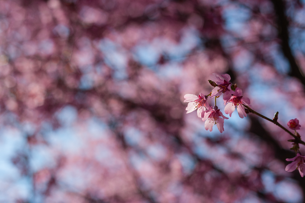 IMG_2072-April 03, 2019.jpg