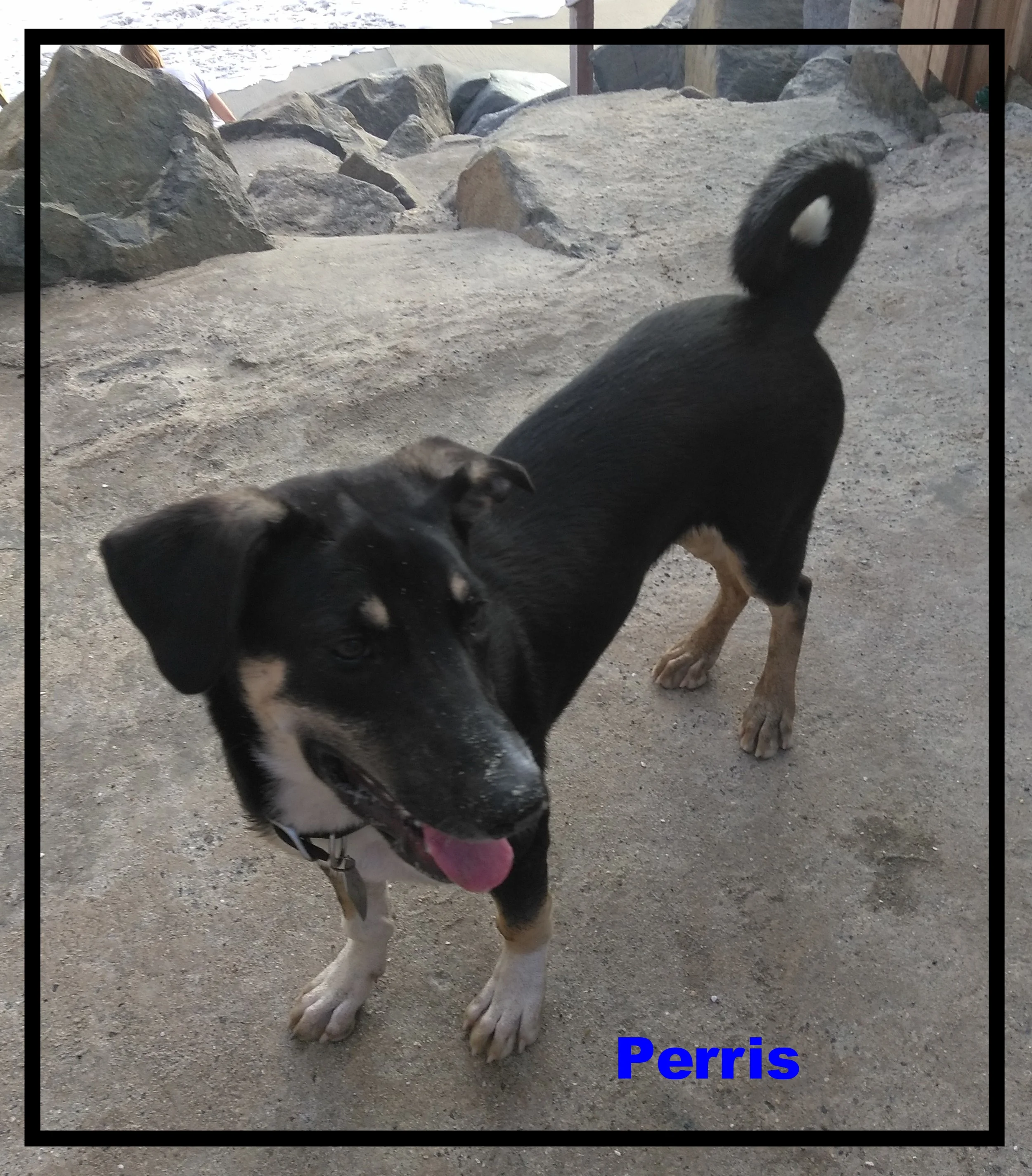 Awf Perris Micovich.jpg