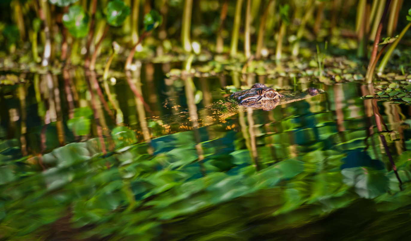 Sights During Fly Fishing Guide New Orleans, LA 