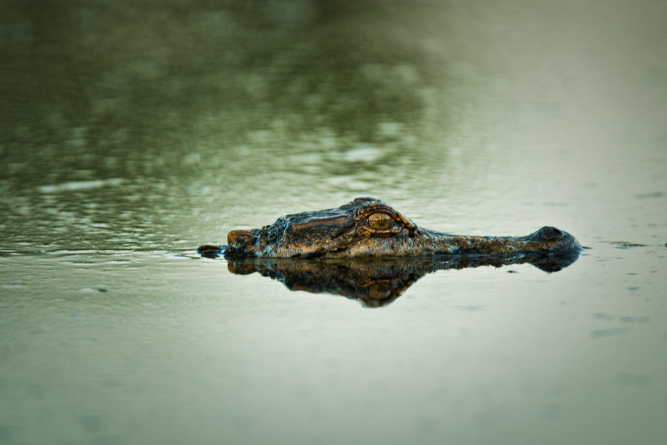 Louisiana Marsh Alligator