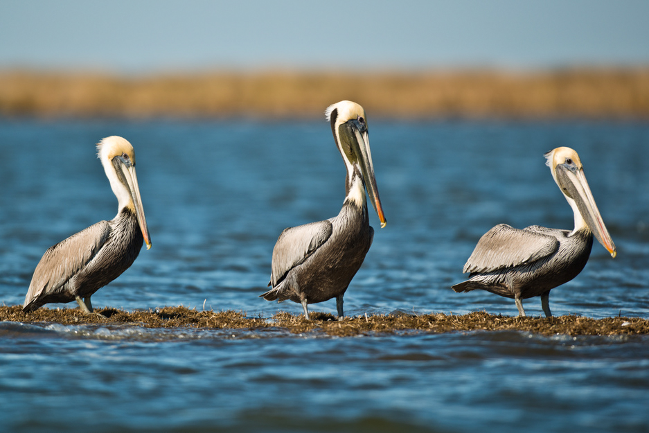 Brown Pelican while Fly Fishing New Orleans Louisiana Marsh