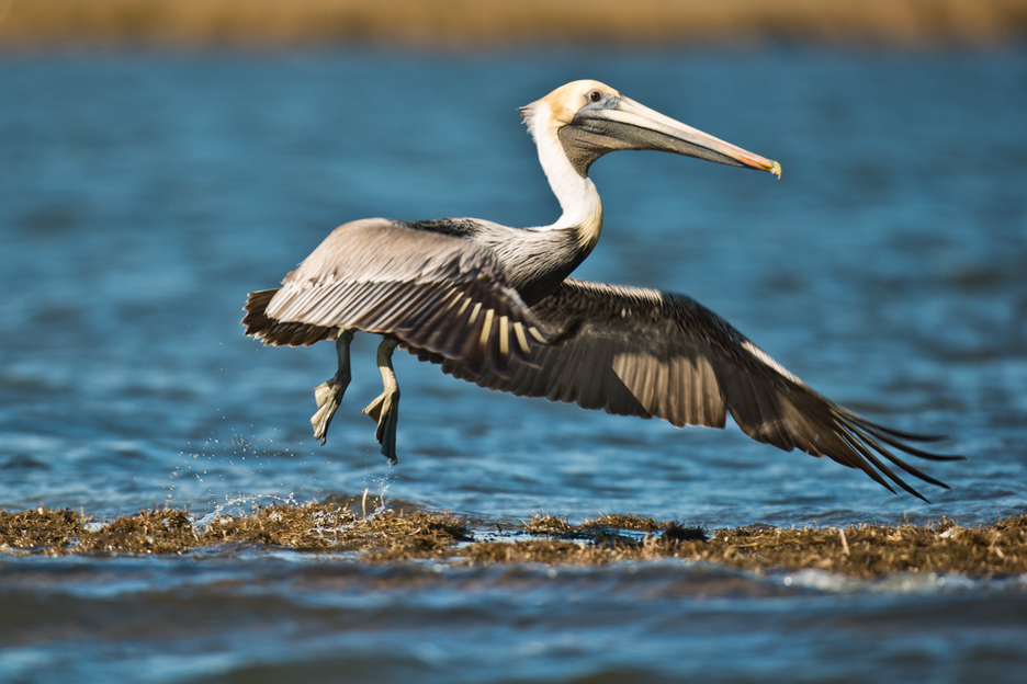 New Orleans Louisiana Marsh Brown Pelican