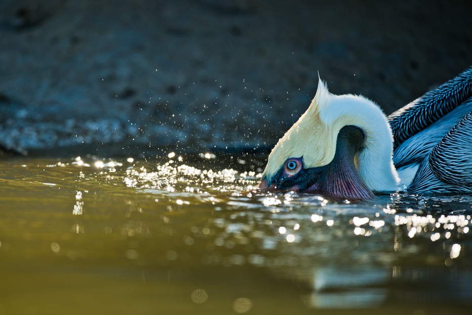 Brown Pelican Fly Fishing New Orleans Louisiana Marsh With Southern Fly Expeditions