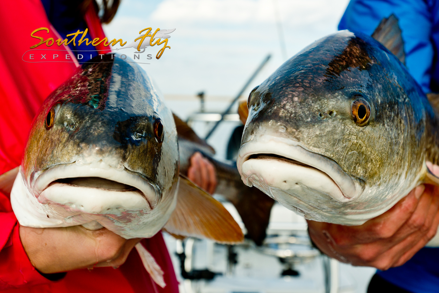 Photos of Redfish January 2015 with Southern Fly Expeditions of New Orleans 