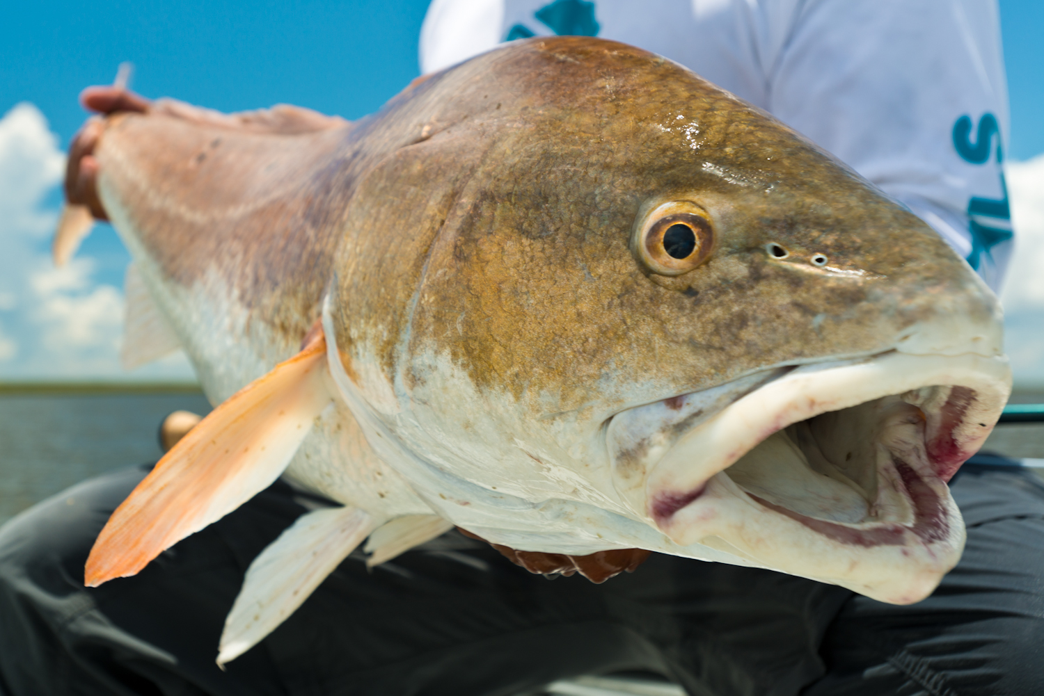 Photos of Redfish June 2015 with Southern Fly Expeditions 