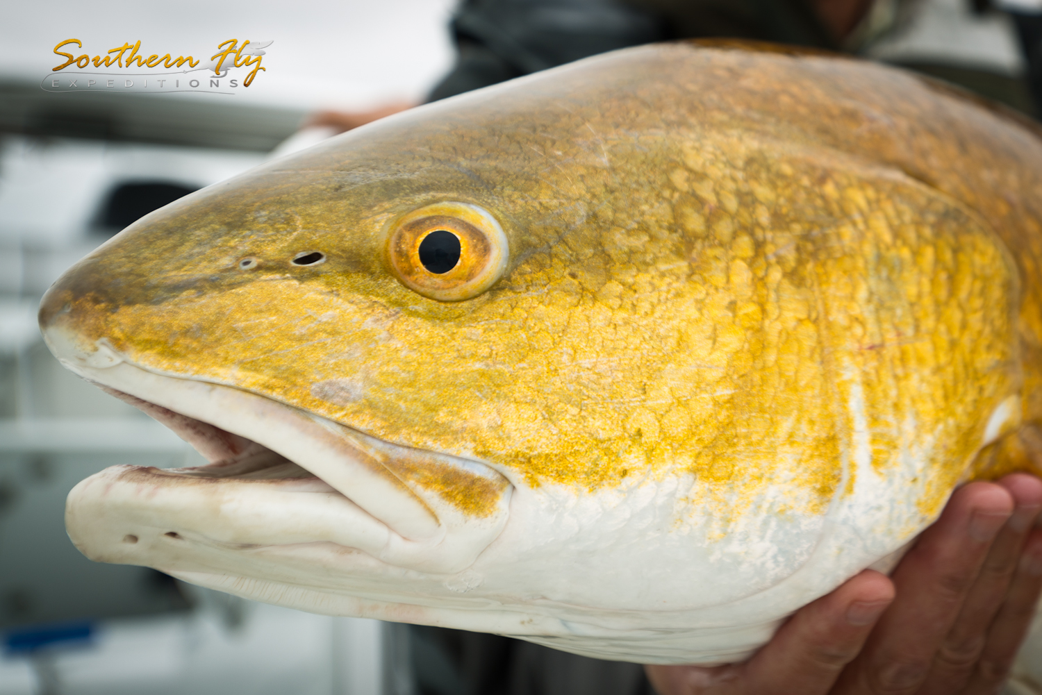 Salt Water Fly Fishing for Redfish in Louisiana