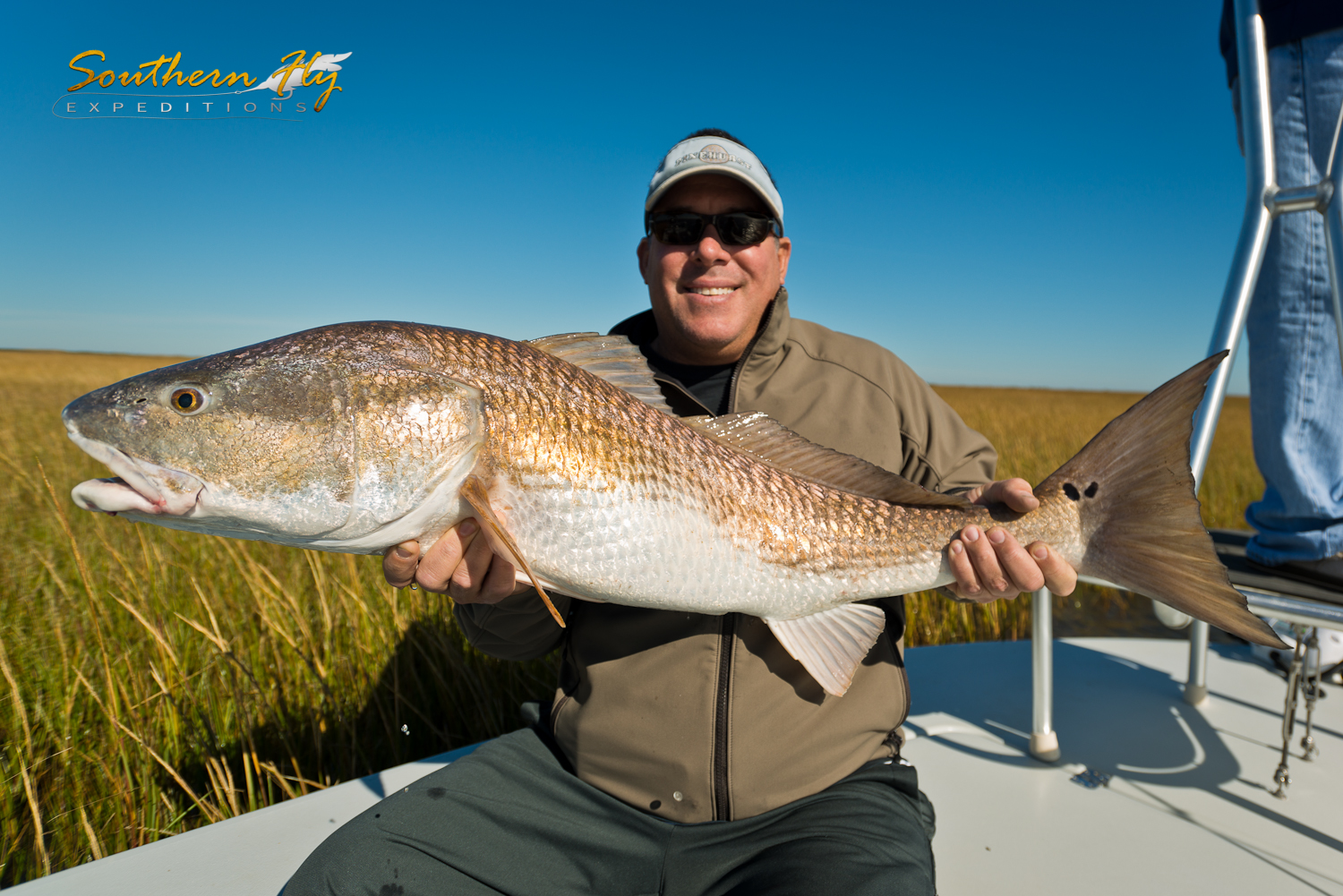Monster Bull Red Salt Water Marshes Louisiana
