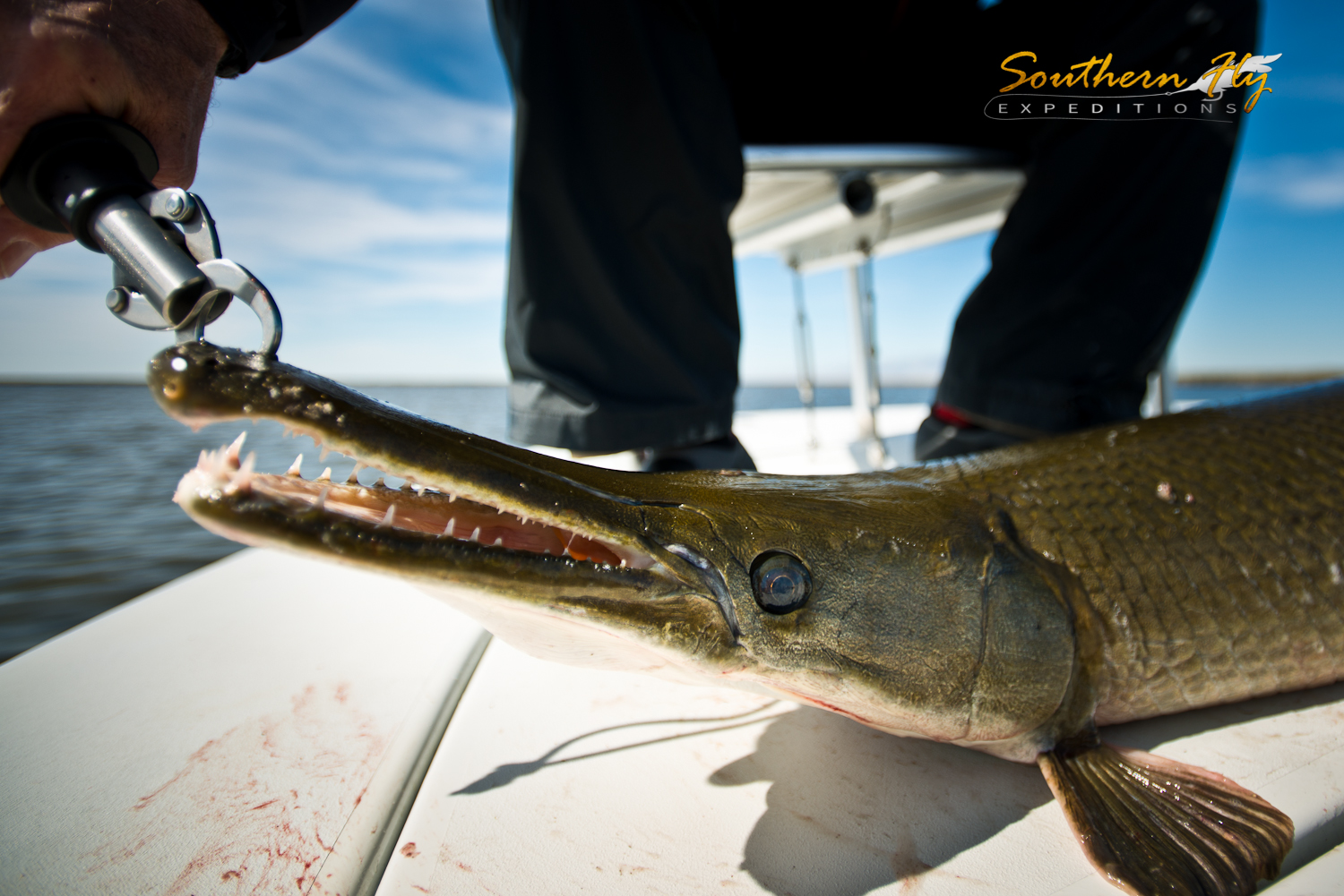 Long Nose Gar Long Teeth