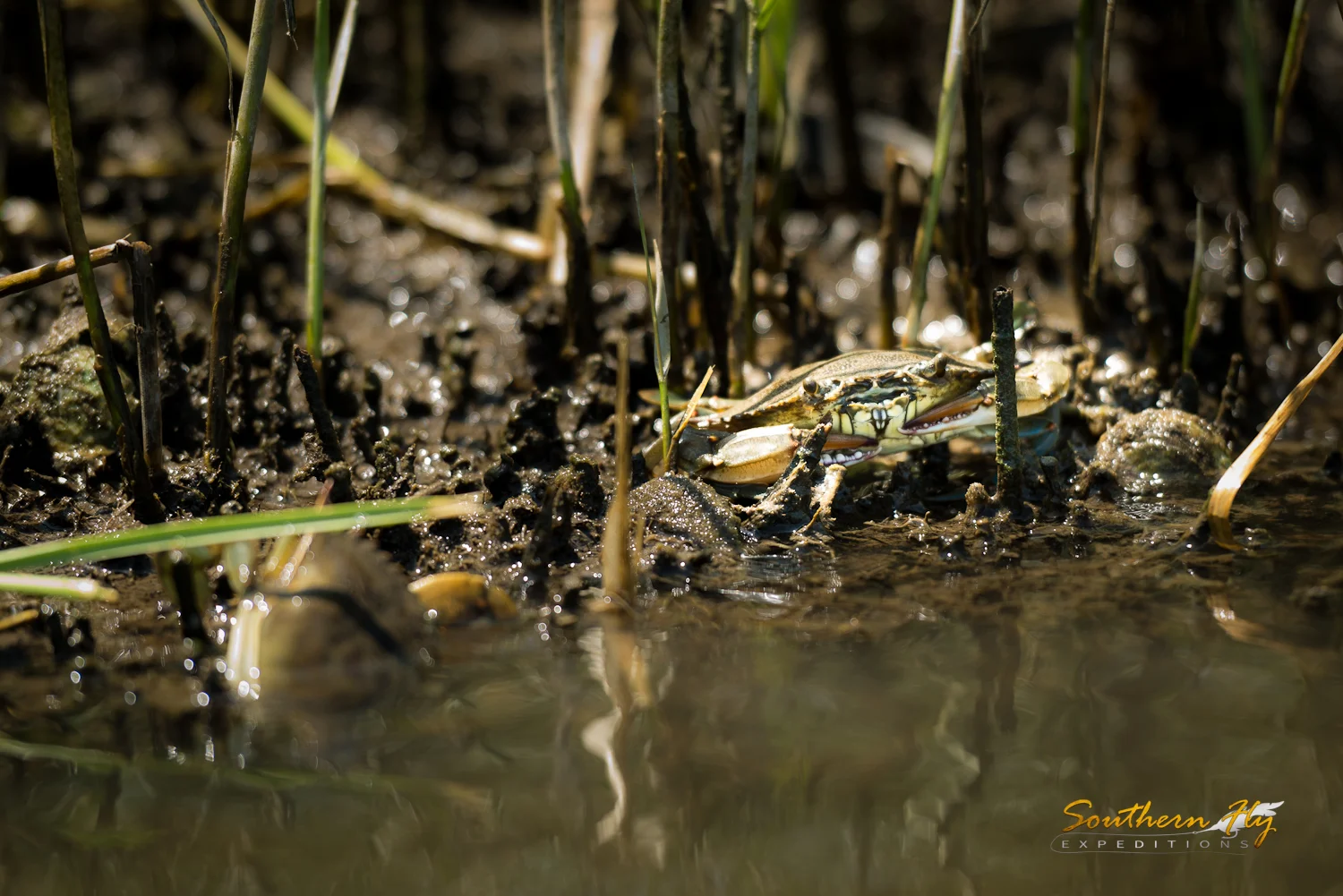 2016-06-17-Southern-Fly-Expeditions-SFEPhotos-1.jpg