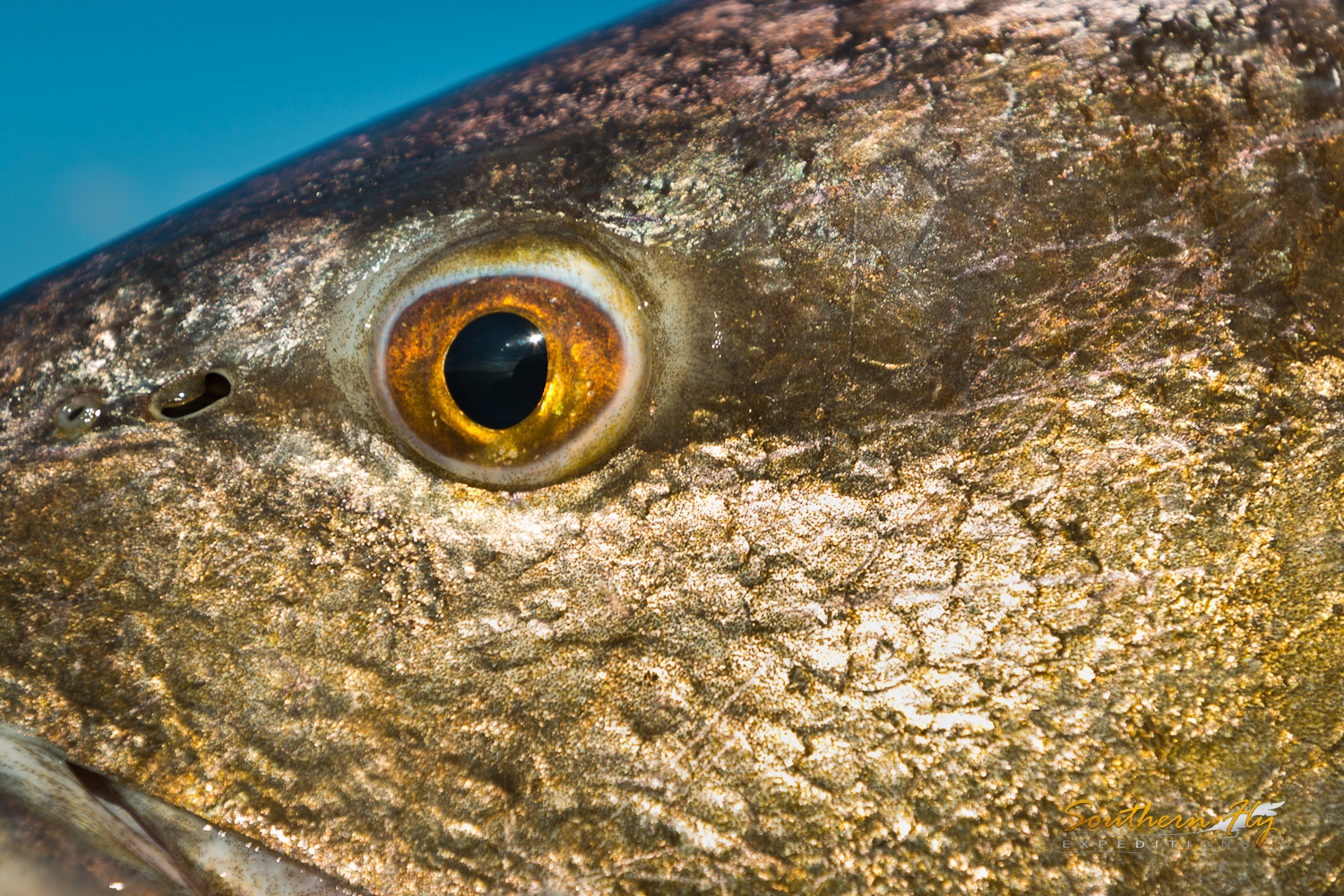 Fly Fishing for redfish louisiana with Southern Fly Expeditions and captain brandon keck 