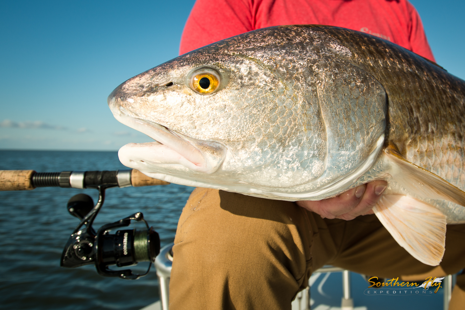 Monster Red Drum Fly Casting Louisiana Marsh Southern Fly Expeditions