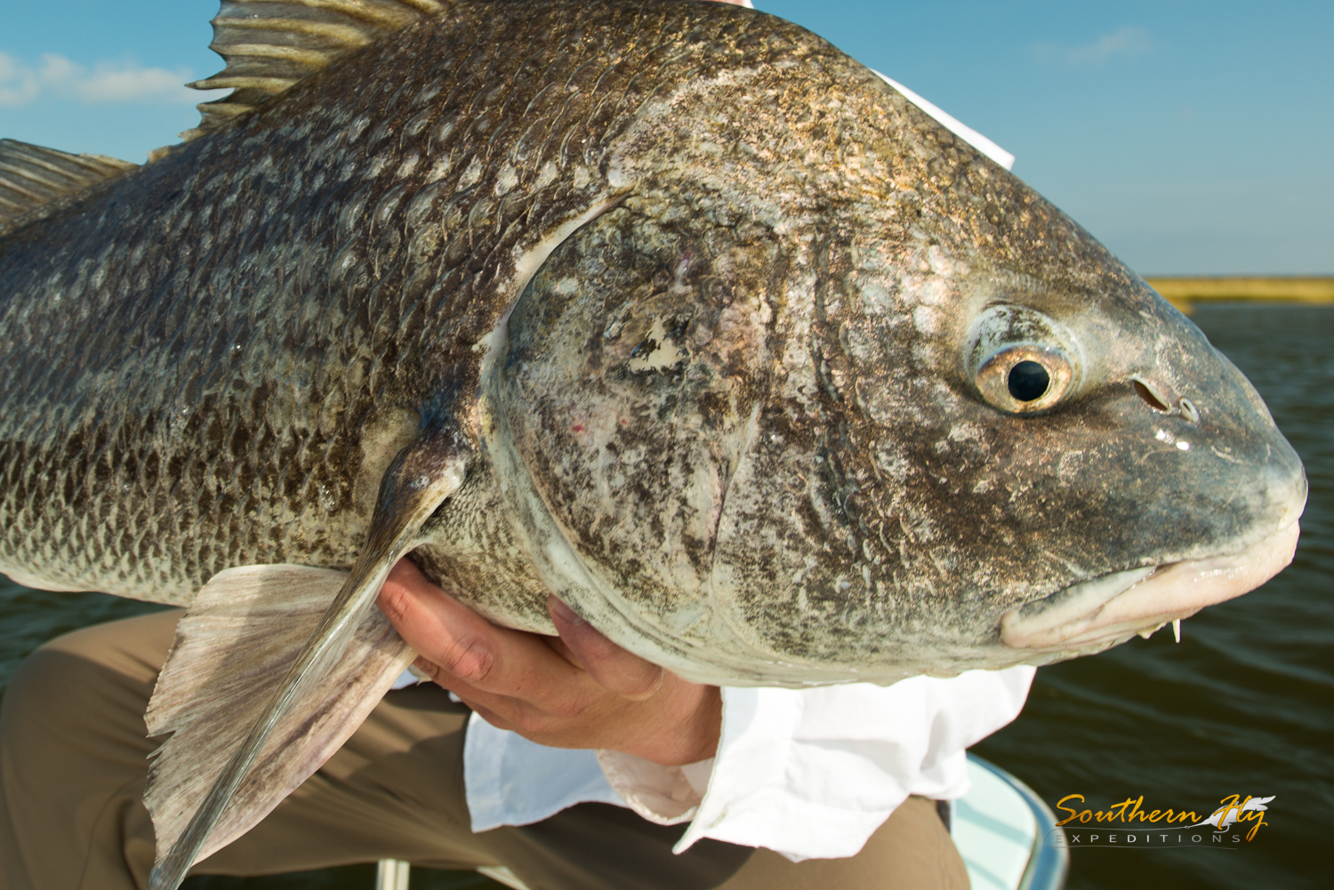 charter fly fishing New Orleans for blackdrum - Southern Fly Expeditions