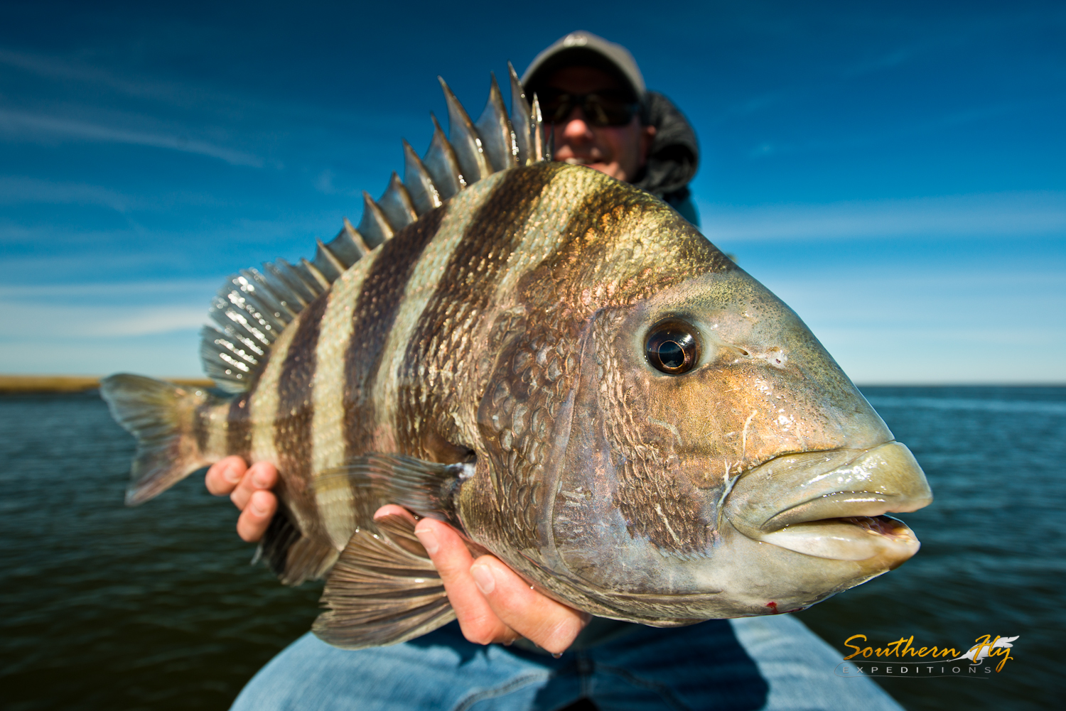 Monster Sheepshead Spin Fishing with Southern Fly Expeditions